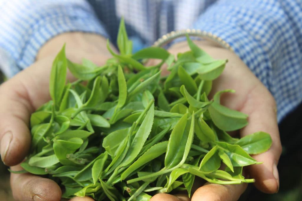 BENEFICIOS DEL TÉ ORGÁNICO